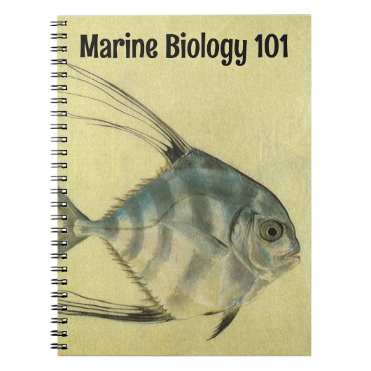 Carnet Poisson Alectis indicus, Carangue à trois épines v (Devant)