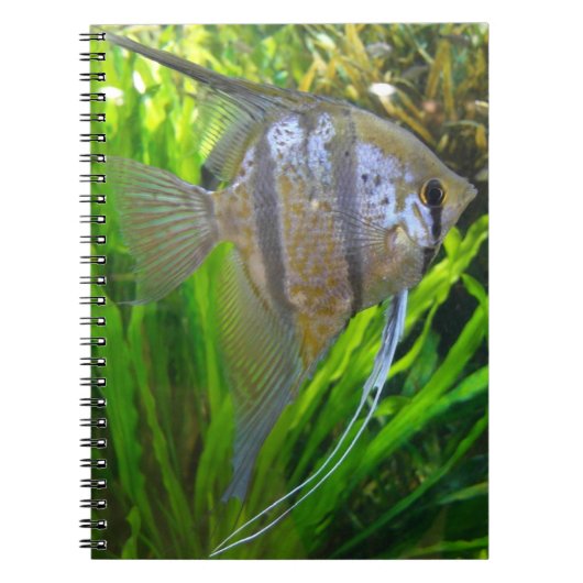 Carnet Poisson Angel (Devant)