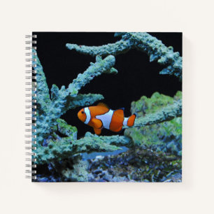 Carnet Poisson clown en corail