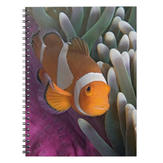Carnet Poisson clown occidental (Devant)