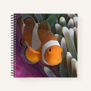 Carnet Poisson clown occidental
