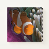 Carnet Poisson clown occidental (Dos)