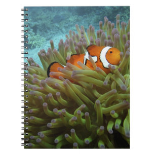 Carnet Poisson-clown occidental ( Amphiprion ocellaris )