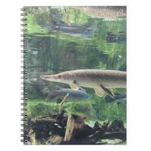 Carnet Poissons de Pike