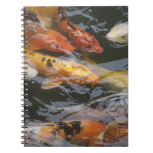 Carnet Poissons effarouchés