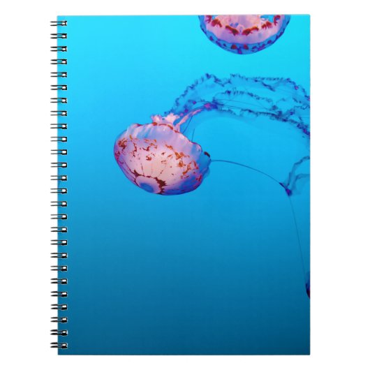 CARNET POISSONS JELLY SOUS L'EAU (Devant)