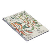 Carnet Poivrons : longum de maximum de 1.Piper Indicum ; (Côté Droit)