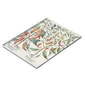 Carnet Poivrons : longum de maximum de 1.Piper Indicum ; (Côté gauche)