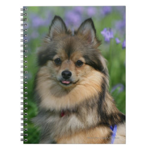 Carnet Pomeranian dans l'herbe