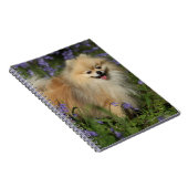 Carnet Pomeranian regardant l'appareil-photo dans les (Côté Droit)