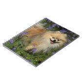 Carnet Pomeranian regardant l'appareil-photo dans les (Côté gauche)