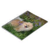 Carnet Pomeranian se tenant regardant l'appareil-photo (Côté gauche)