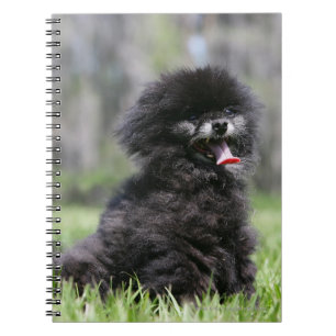 Carnet Pomeranian supérieur noir