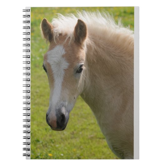 Carnet Poney de Haflinger (race rare) (Devant)