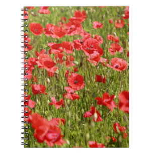 Carnet Poppy field