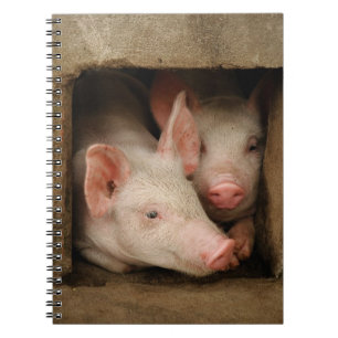 Carnet Porcelets curieux