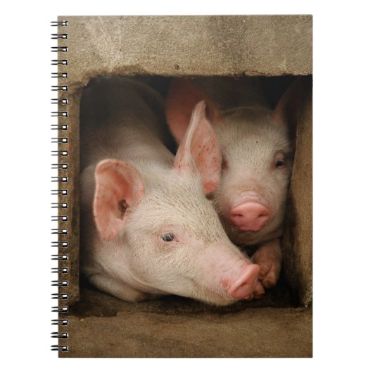 Carnet Porcelets curieux (Devant)