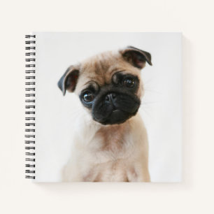 Carnet Portrait Carlin bébé