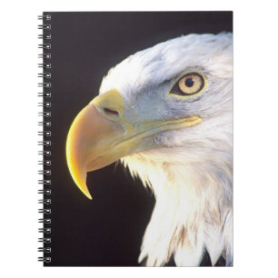 Carnet Portrait d'aigle royal, Haliaeetus leucocephalus,