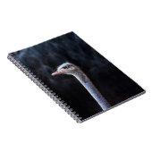 Carnet portrait d'autruche (Côté Droit)