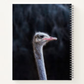 Carnet portrait d'autruche (Dos)