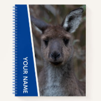 Portrait de bébé kangourou joey Australie, Bleu