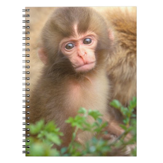 Carnet Portrait de bébé singe des neiges (Devant)