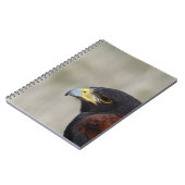 Carnet Portrait de Buse de Harris (Côté gauche)