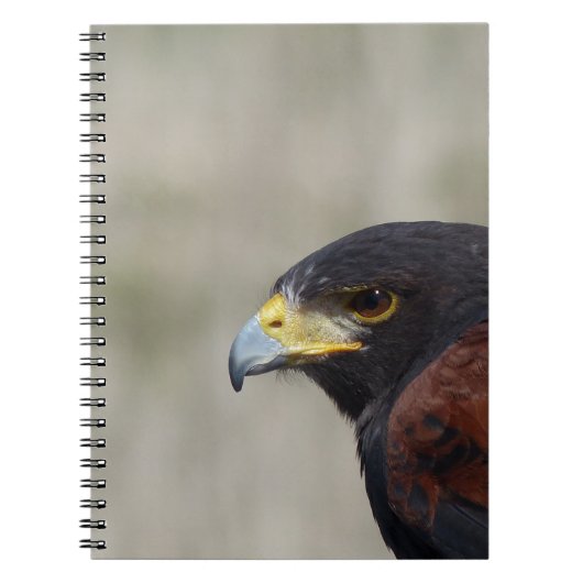 Carnet Portrait de Buse de Harris (Devant)