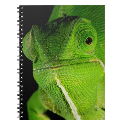 Carnet Portrait de caméléon à cou plat (Devant)