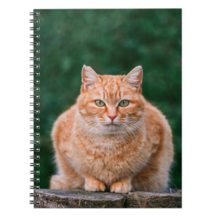 Carnet Portrait de chat tigré orange sur une souche d'arb