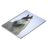 Carnet portrait de cheval blanc (Côté gauche)