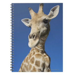 Carnet Portrait de girafe (Giraffa Camelopardalis)
