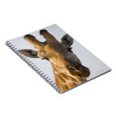 Carnet Portrait de Giraffe (Giraffa camelopardalis) (Côté Droit)