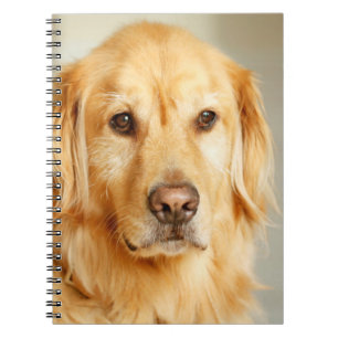 Carnet Portrait de Golden Retriever
