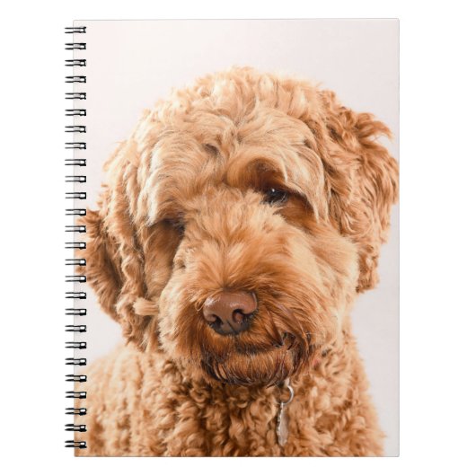 Carnet Portrait de Goldendoodle Studio (Devant)