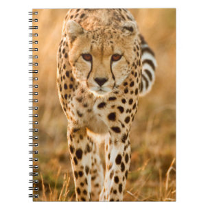 Carnet Portrait de guépard (Acinonyx Jubatus), Maasai