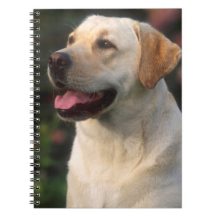 Carnet Portrait De Labrador Retriever, Hilton