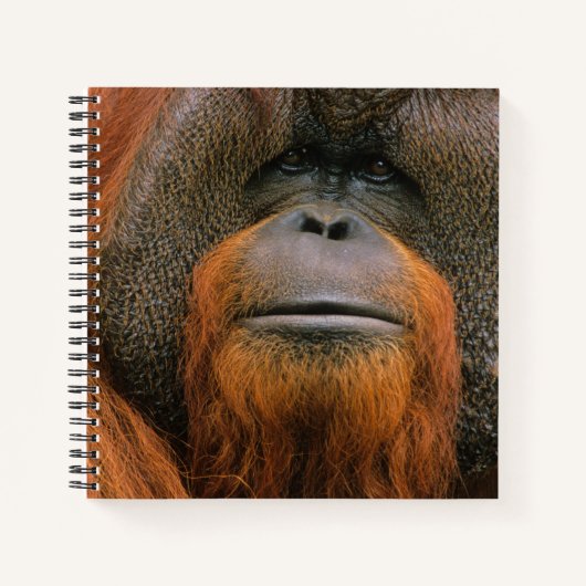 Carnet Portrait de mâle orang-outan, Géorgie, États-Unis (Devant)