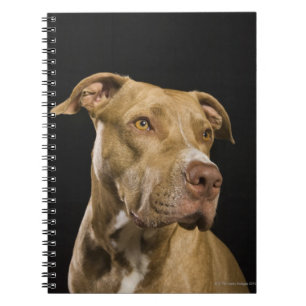 Carnet Portrait de pitbull rouge de nez avec le noir