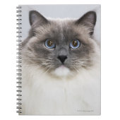 Carnet Portrait de Ragdoll (Devant)