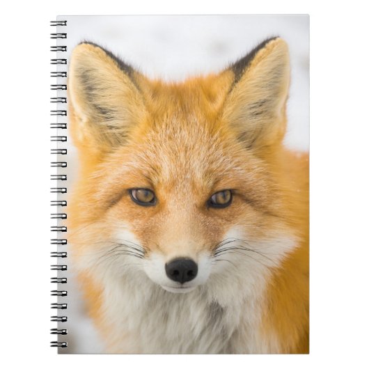 Carnet Portrait de renard roux (Devant)