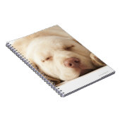 Carnet Portrait de studio de Yellow Labrador Retriever (Côté Droit)