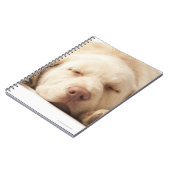 Carnet Portrait de studio de Yellow Labrador Retriever (Côté gauche)