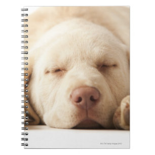 Carnet Portrait de studio de Yellow Labrador Retriever