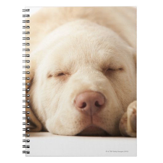 Carnet Portrait de studio de Yellow Labrador Retriever (Devant)