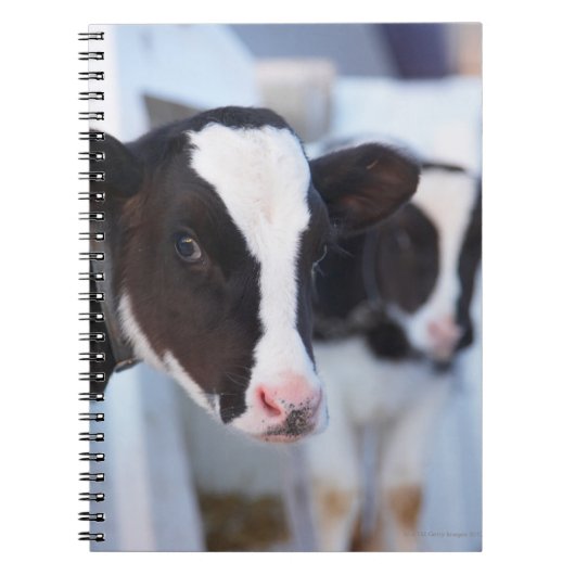 Carnet Portrait de vache (Devant)