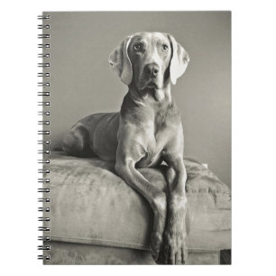 Carnet Portrait de Weimaraner