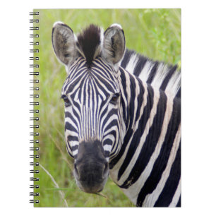 Carnet Portrait de zèbre des plaines, Hluhluwe-Umfolozi G