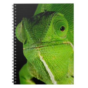 Carnet Portrait Du Chameleon À Cou-Volant
